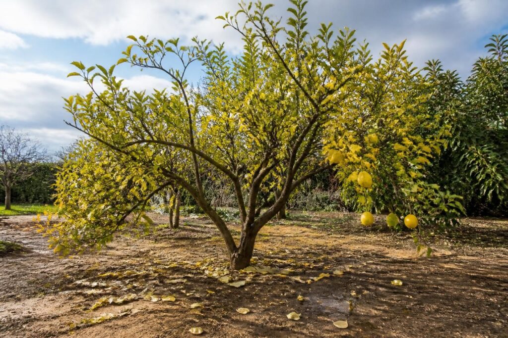 découvrez les principales causes pour lesquelles votre citronnier perd ses feuilles et les solutions efficaces pour le sauver et retrouver un arbre en pleine santé.
