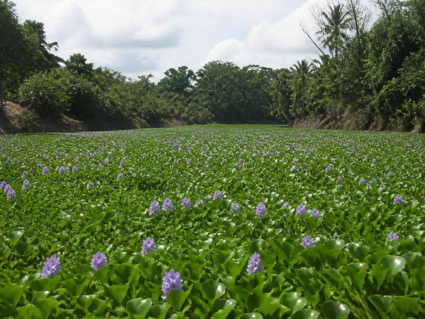 découvrez les effets méconnus de la hyacinthe d'eau, un fléau aquatique qui menace la santé de nos rivières et perturbe les écosystèmes locaux.