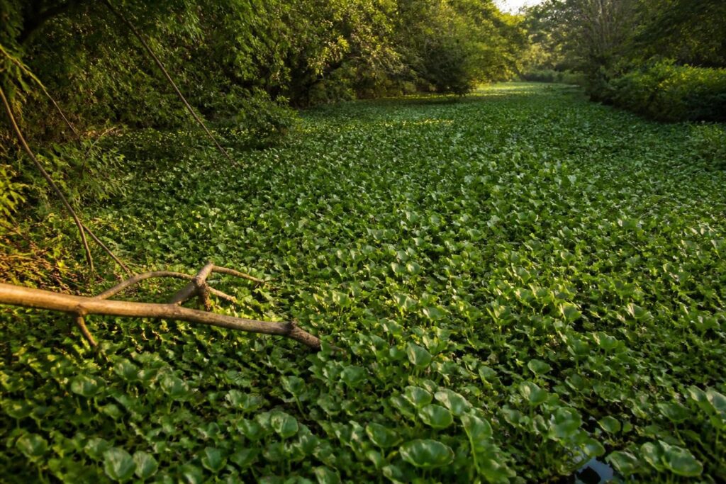découvrez l'impact méconnu de l'hyacinthe d'eau, un fléau aquatique qui menace la biodiversité et la santé de nos rivières.