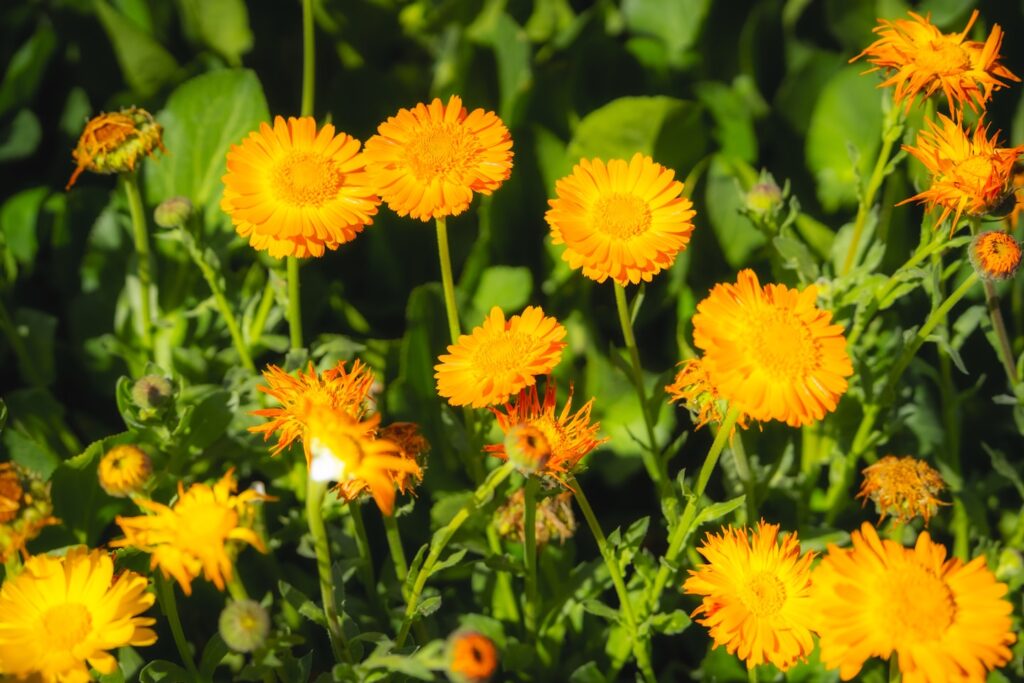 A vibrant cluster of orange and yellow calendula flowers (Calendula officinalis) blooms in a lush herb garden at Descanso Gardens, Los Angeles. The edible petals and medicinal plants stand tall above rich green foliage, bathed in bright natural sunlight. This detailed botanical photo highlights the beauty and usefulness of calendula as both an ornamental and herbal flower, perfect for illustrating edible gardens, medicinal herbs, and the colorful abundance of backyard gardening.