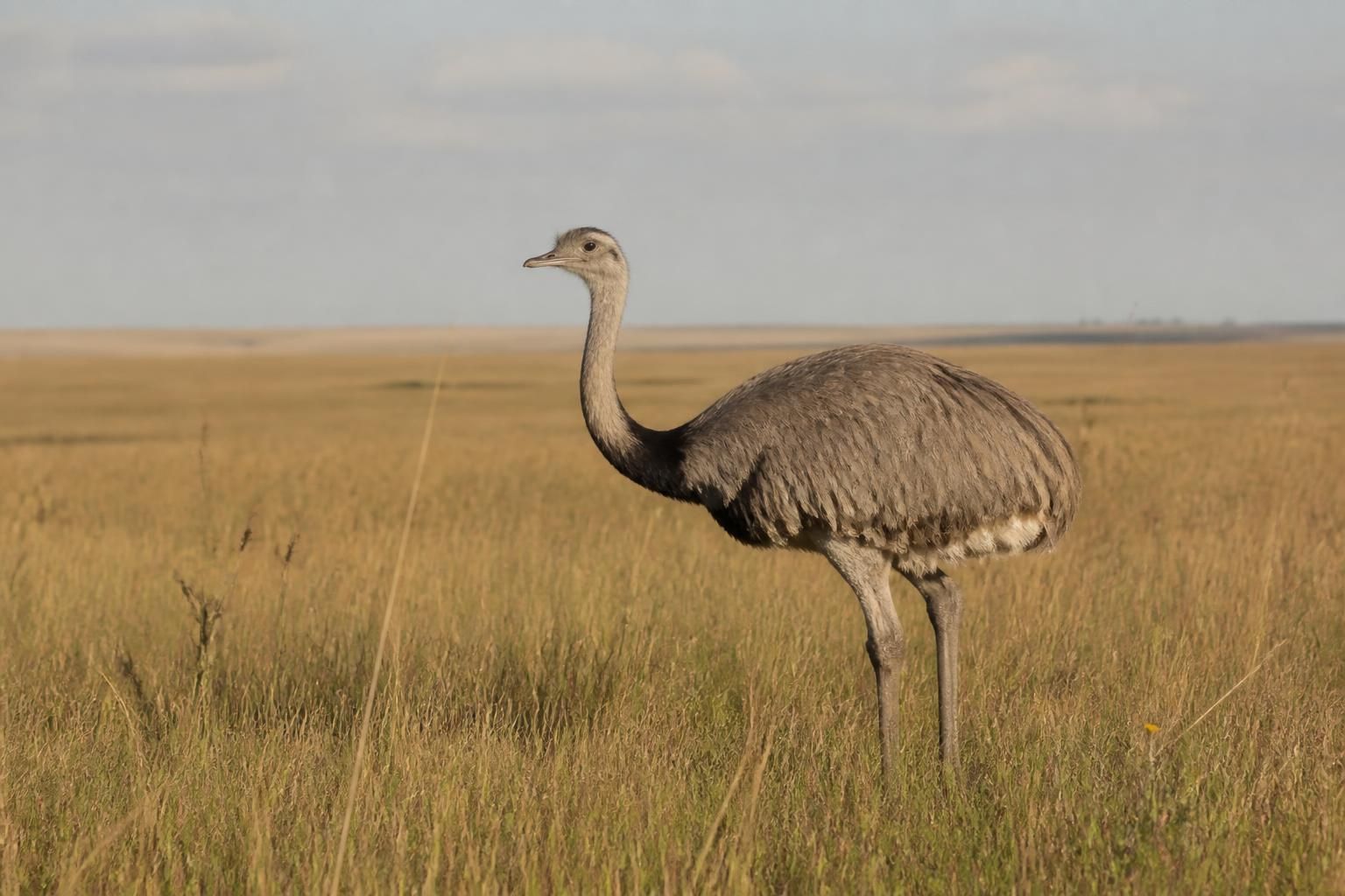découvrez les nandous, ces grands oiseaux emblématiques d'amérique du sud, fascinants pour les amateurs de nature grâce à leur comportement unique et leur habitat sauvage.