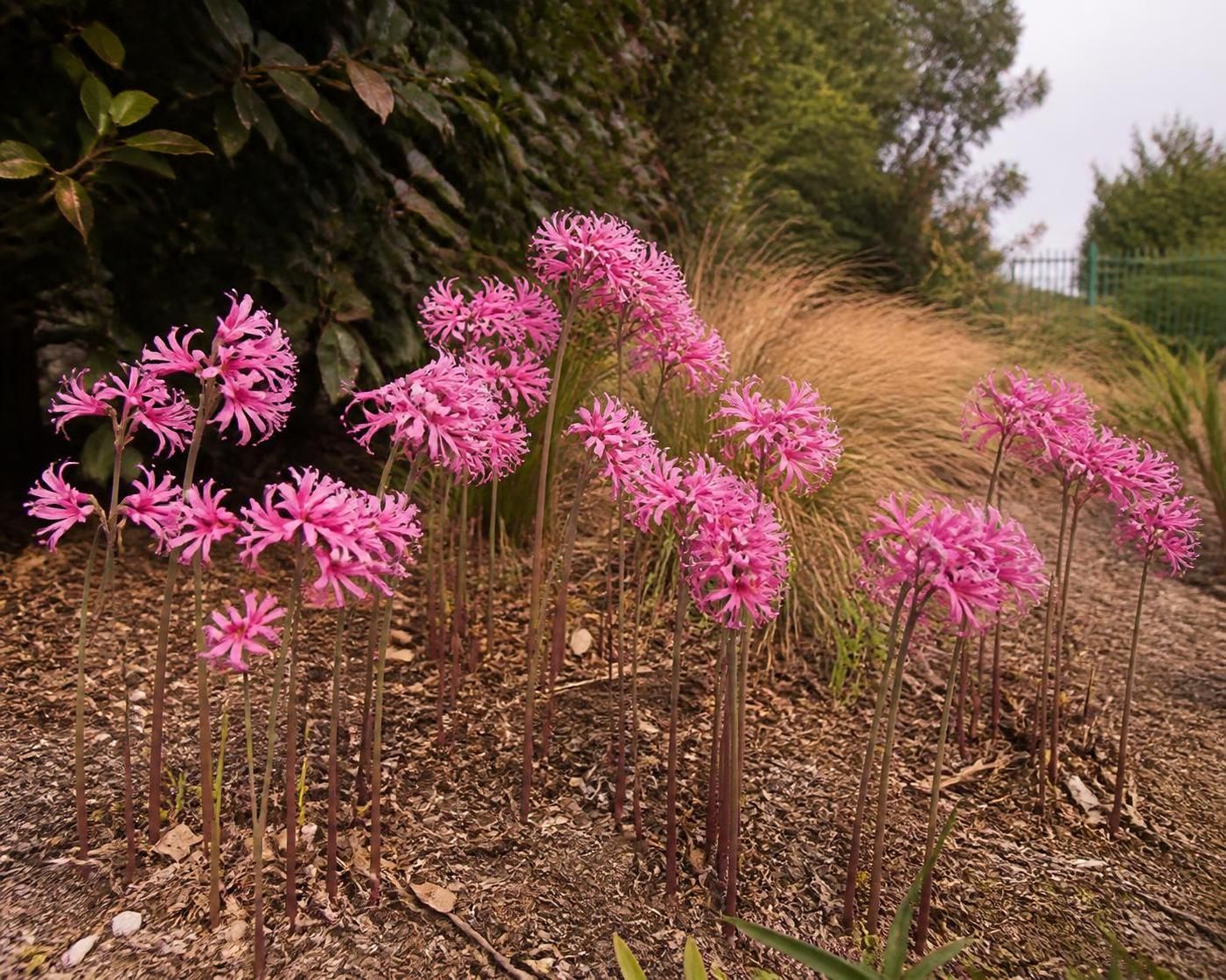 découvrez nos astuces pour planter la nerine et réussir la floraison de ces magnifiques bulbes d’automne. conseils pratiques pour un jardin coloré et éclatant à l’arrivée de l’automne.